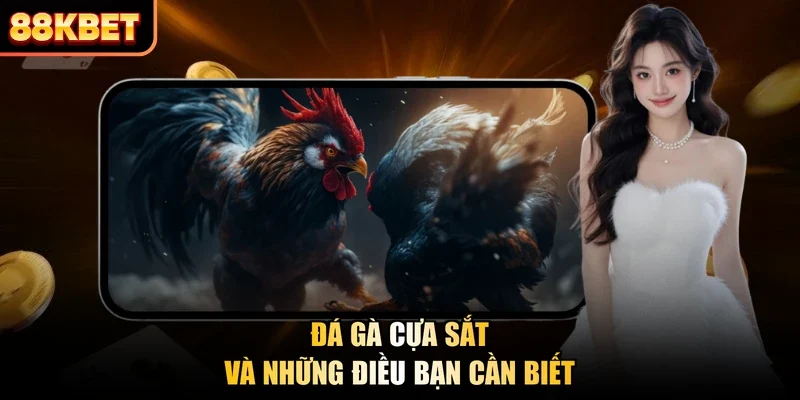 Đá gà cựa sắt và những điều bạn cần biết