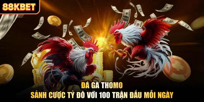 Đá Gà Thomo - Sảnh Cược Tỷ Đô Với 100 Trận Đấu Mỗi Ngày