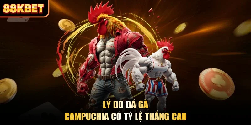 Lý do đá gà campuchia có tỷ lệ thắng cao